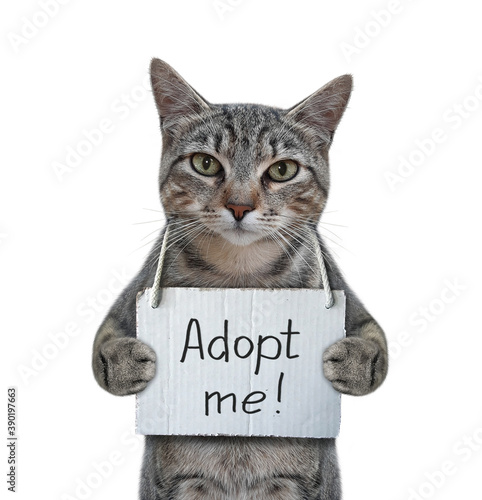 A gray cat has a sign around his neck that says adopt me. White background. Isolated.