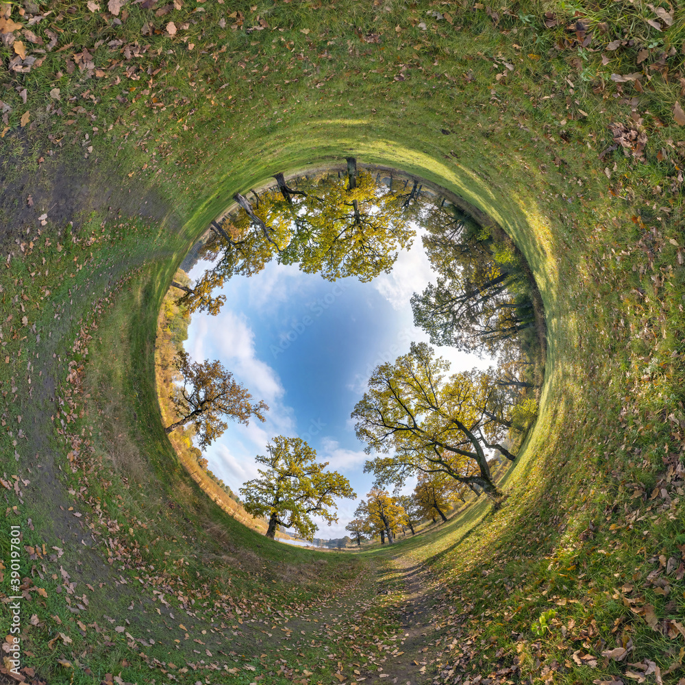 Inversion of tiny planet transformation of spherical panorama 360 degrees. Spherical abstract aerial view in oak grove with clumsy branches in gold autumn. Curvature of space.