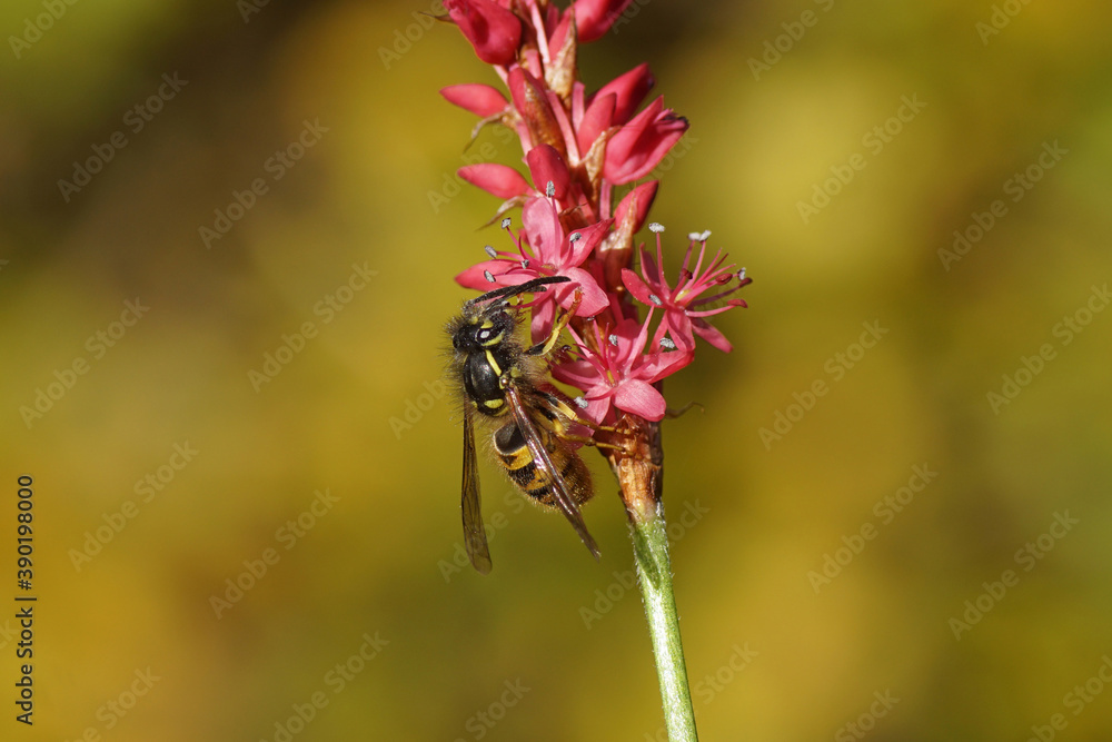 Fototapeta premium Common wasp (Vespula vulgaris) of the family Vespidae). On flowers of Knotweed, knotgrass (Polygonum amplexicaule), family Buckwheat (Polygonaceae). Dutch garden, autumn, October