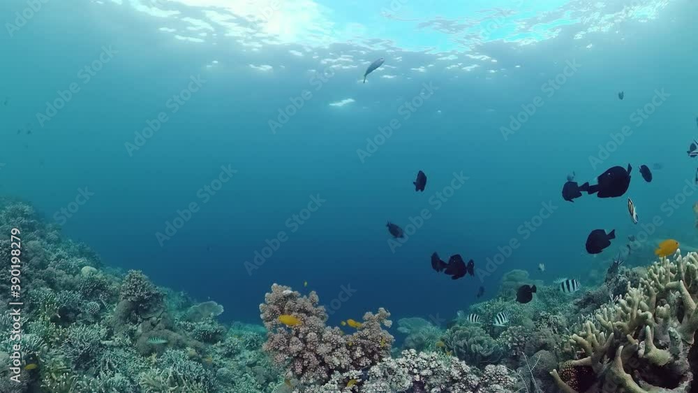 Tropical Fishes on Coral Reef, underwater scene. Panglao, Philippines. Tropical Fishes on Coral Reef, underwater scene. Panglao, Philippines.