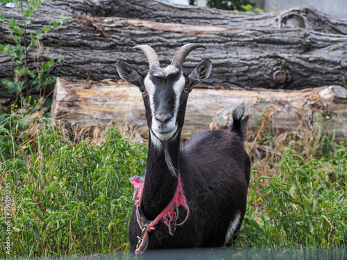 Fototapeta Naklejka Na Ścianę i Meble -  OLYMPUS DIGITAL CAMERA