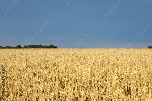 A field with golden ripe corn and a blue sky with clouds above it