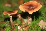 Wild winter mushrooms on forest macro background north germany high quality prints