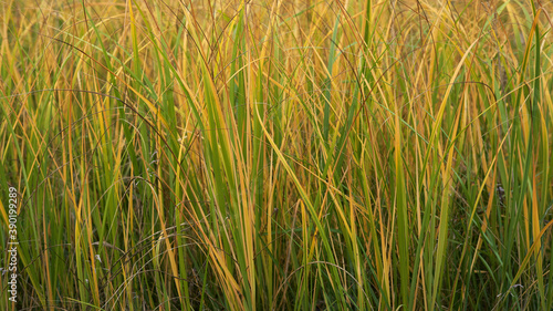 Obraz na płótnie golden fields of grass w salonie