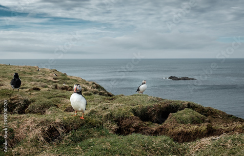 Atlantic puffins on the Scottish Island of Lunga photo