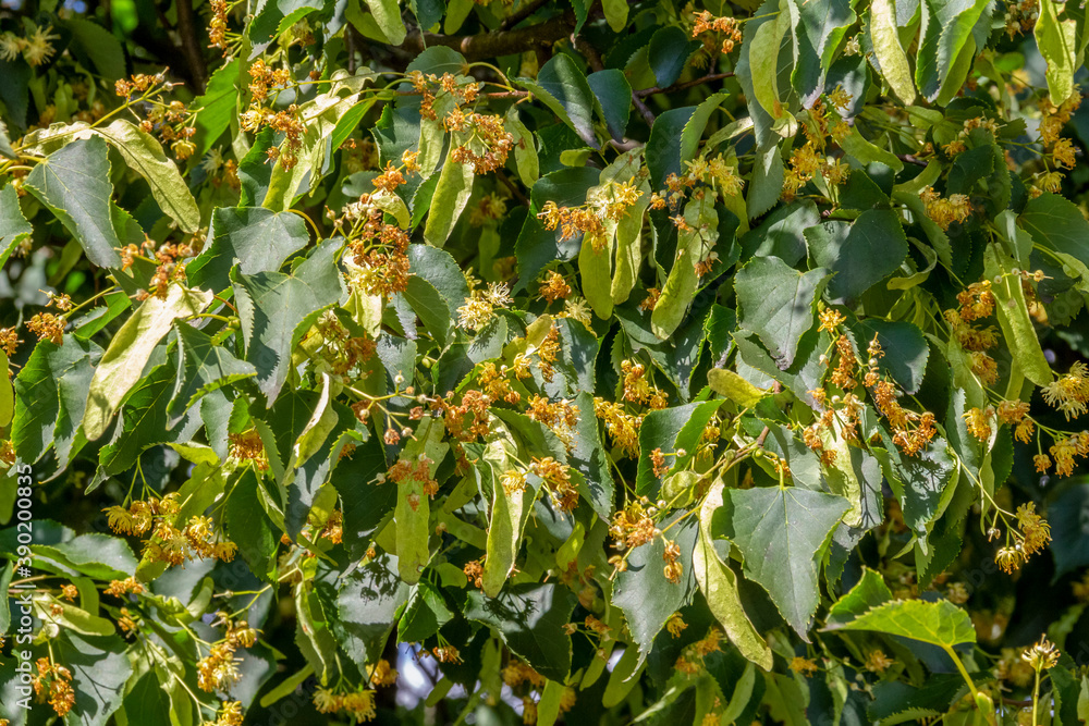 Obraz premium Lindenblüten