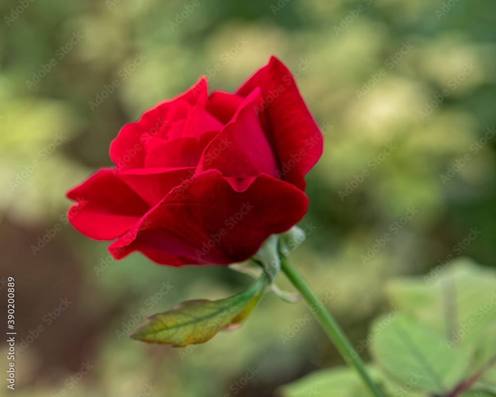 vivid red rose flower closeup in the garden as an out of focus green background