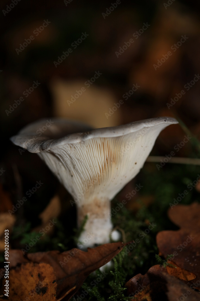 Fototapeta premium Wild winter mushrooms on forest macro background north germany high quality prints
