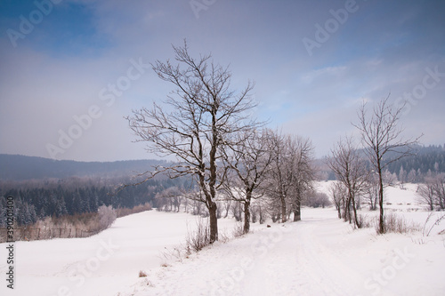 winter landscape with trees and snow, trees row covered by frost, czech republic