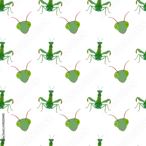 Beautiful pattern of the mantid