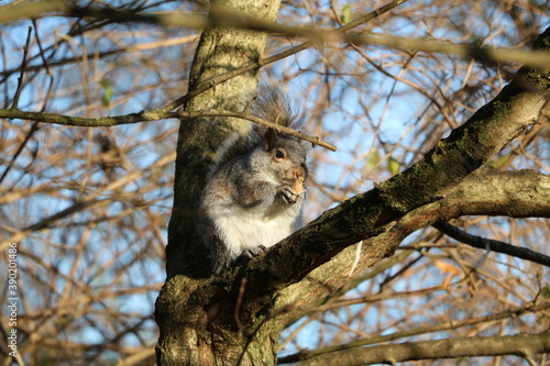 Gray squirrel eats nuts in Hyde Park London, United Kingdom 