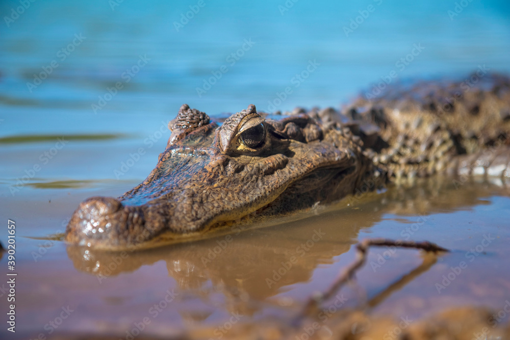 Fototapeta premium alligator lizard sunbathing on the lake shore showing its teeth