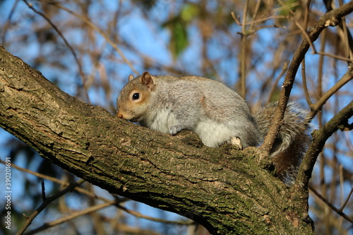 Sciurus carolinensis in Hyde Park London, United Kingdom photo