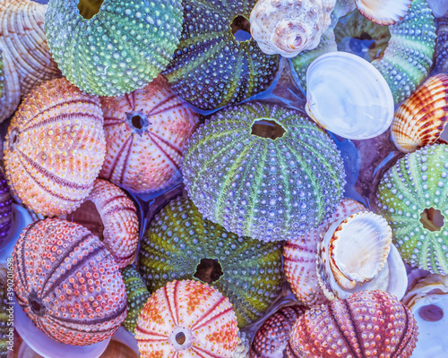 colorful sea urchins and shells in sea water, natural pattern background © Dimitrios