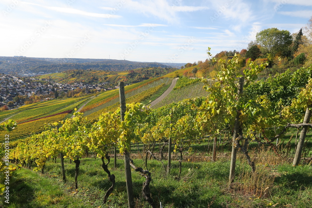 Naklejka premium Weinberge im Herbst bei Stuttgart-Uhlbach