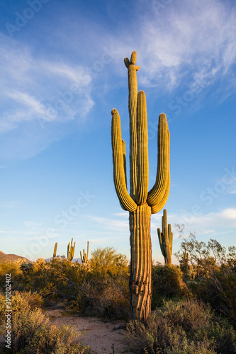 saguaro cactus in the desert