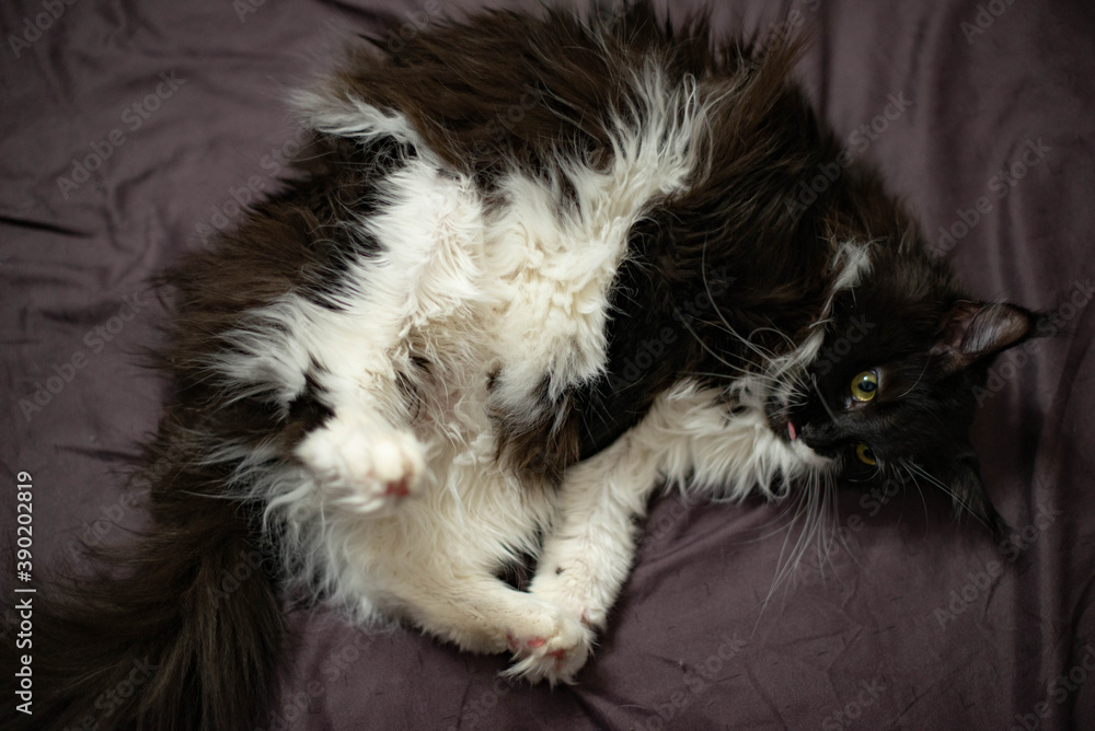 black and white fluffy maine coon