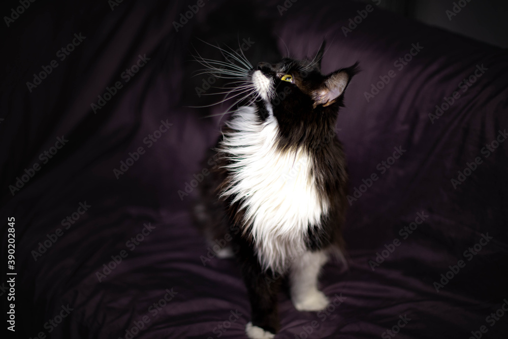 black and white fluffy maine coon