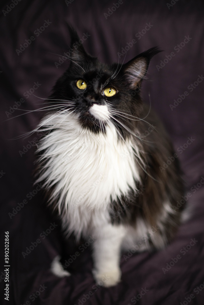 black and white fluffy maine coon