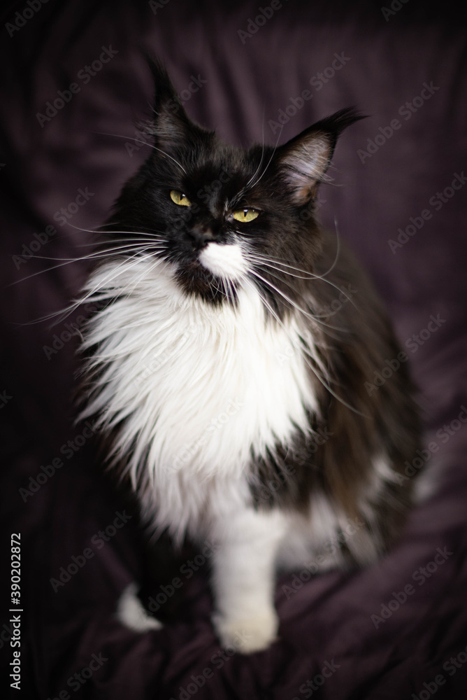 black and white fluffy maine coon 