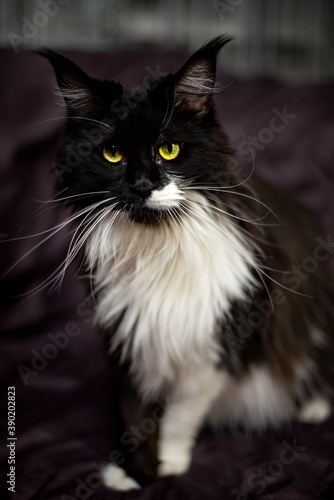 Obraz na płótnie black and white fluffy maine coon w salonie