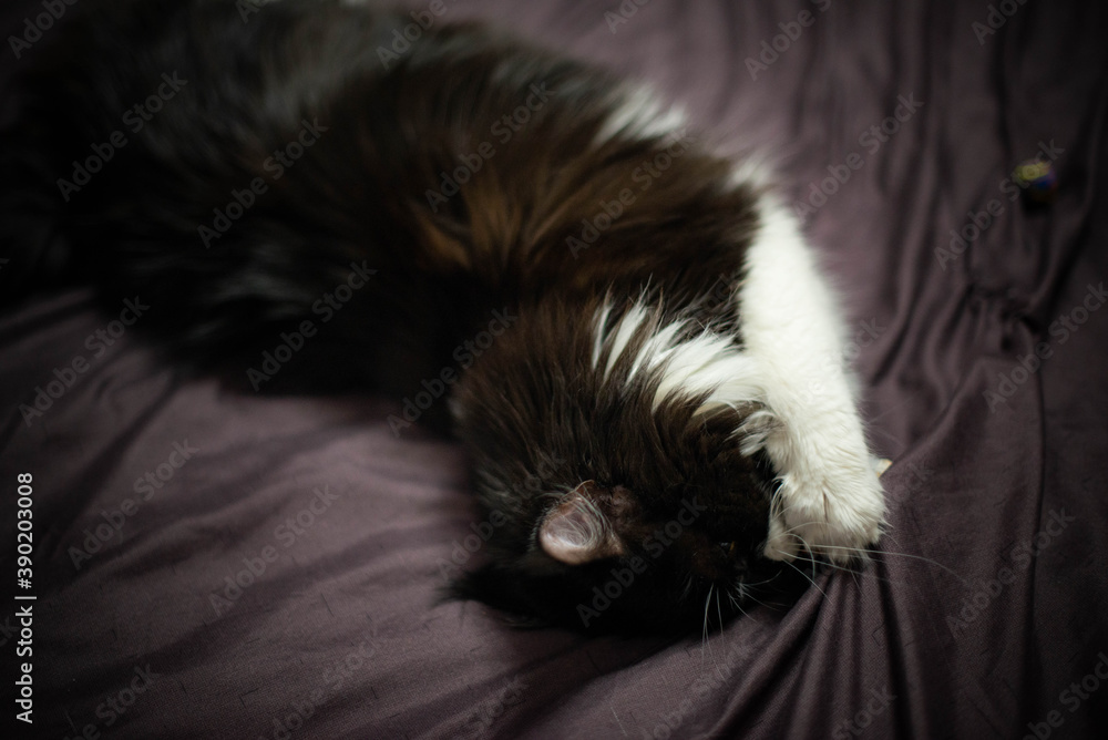 black and white fluffy maine coon