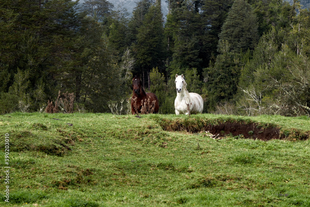 Naklejka premium horse couple walking in the field