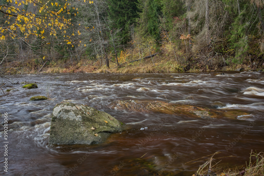Fototapeta premium City Cesis, Latvia. Rapid river with stones and trees. Natural flora.Travel photo.
