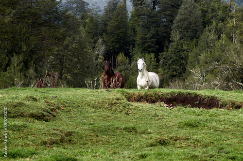 horse couple walking in the field
