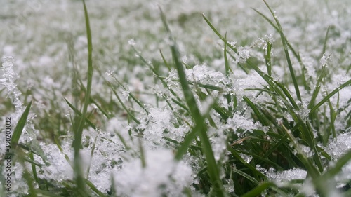 grass in the snow © Nooshin