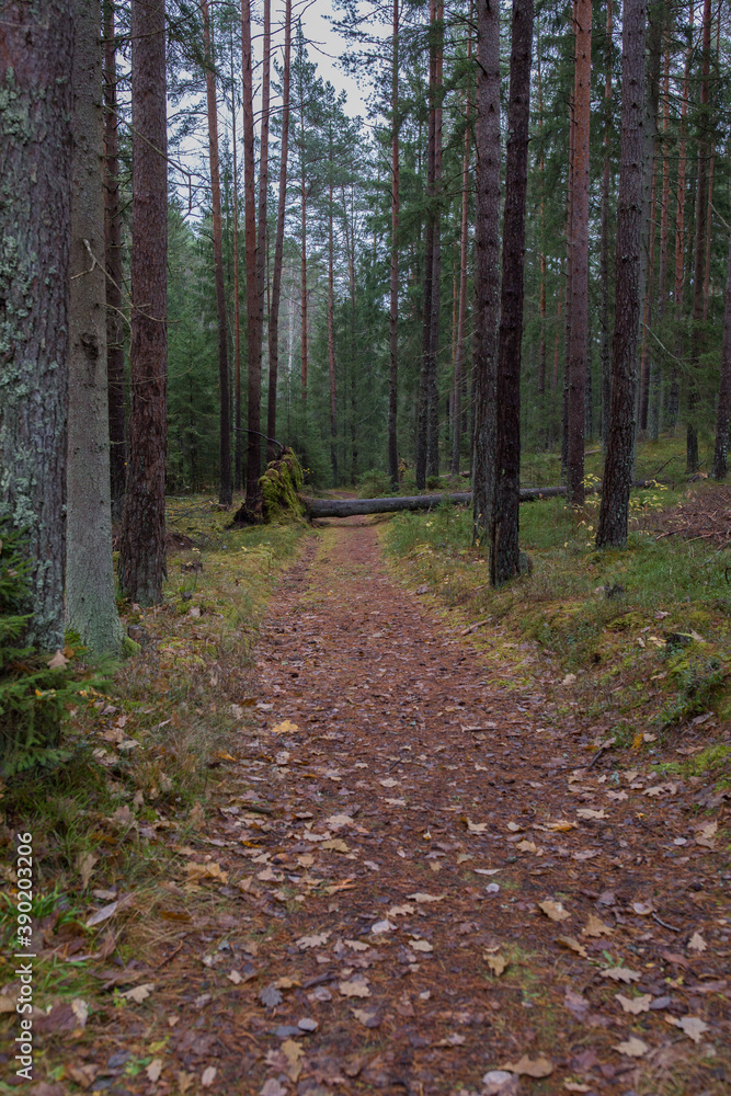 Obraz premium City Cesis, Latvia. Forest with trees and green moss. Natural flora.