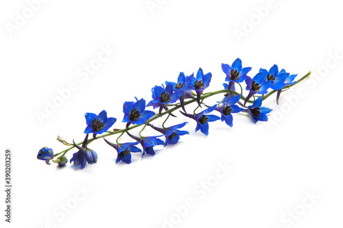 Small blue bells flower isolated on white background