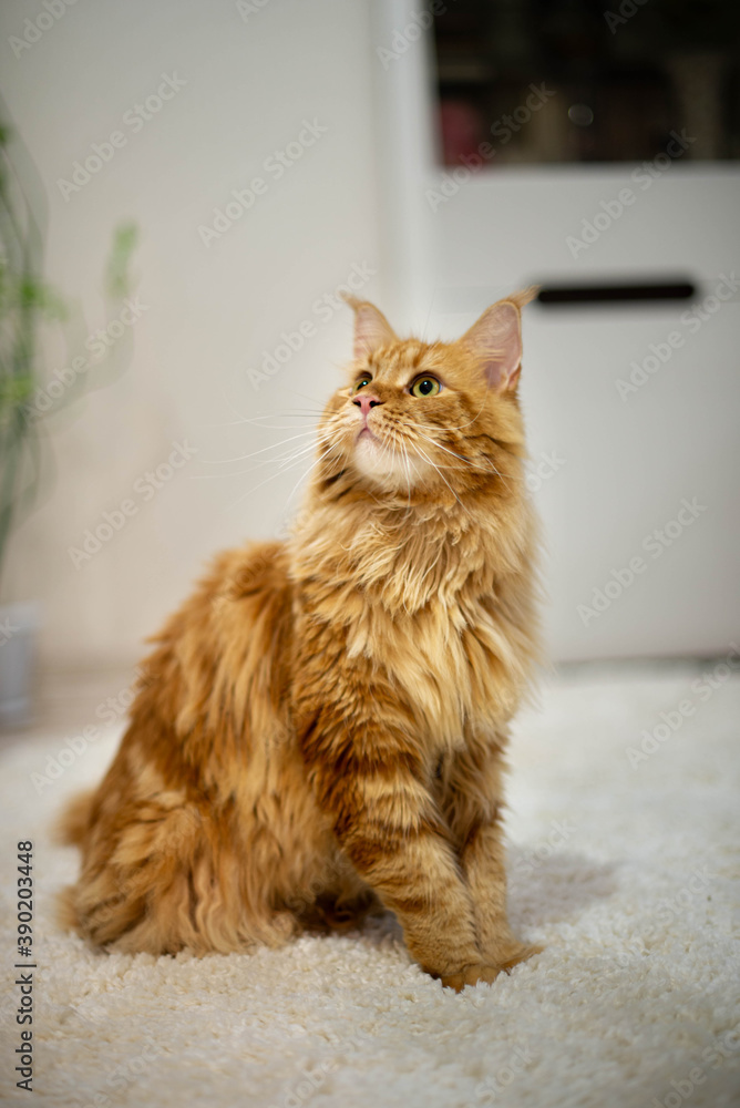 very funny gold big cat maine coon