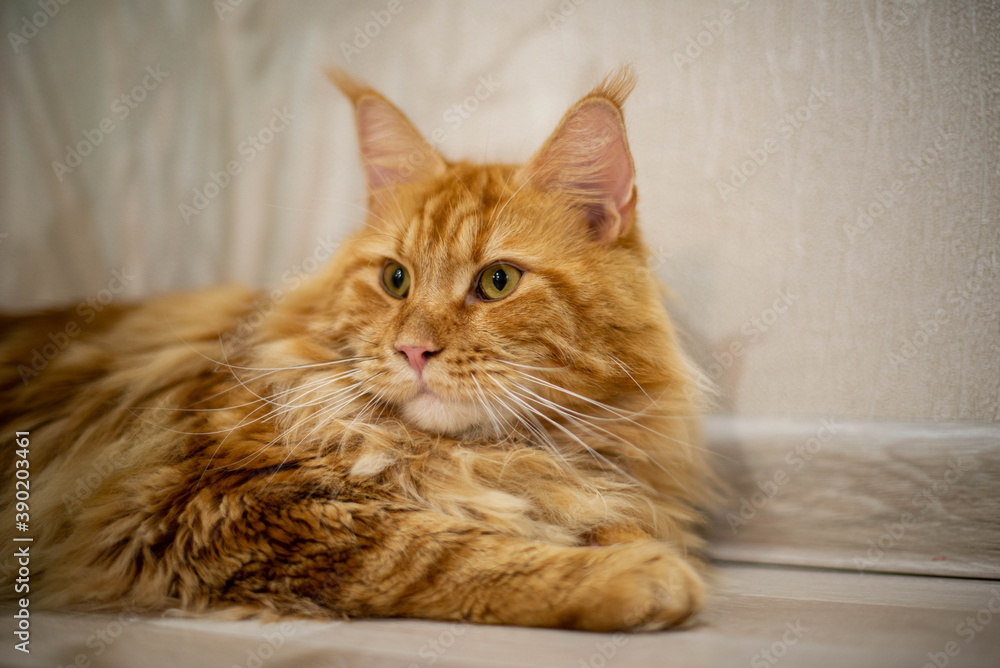 very funny gold big cat maine coon