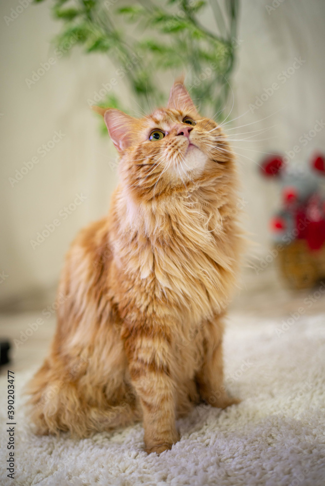very funny gold big cat maine coon