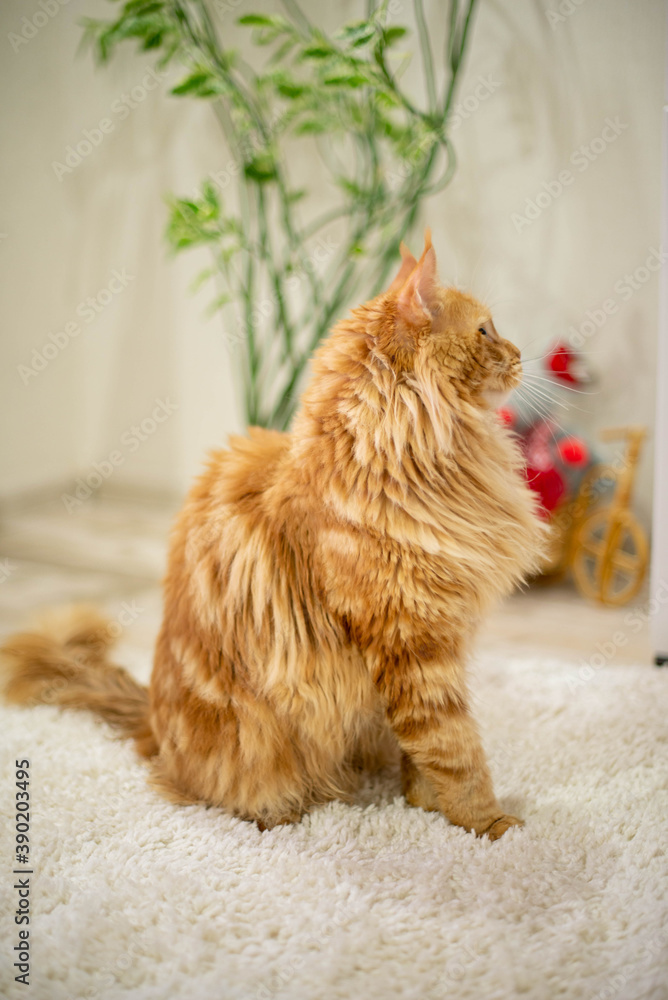 very funny gold big cat maine coon