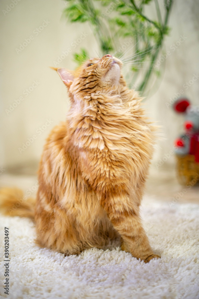 very funny gold big cat maine coon