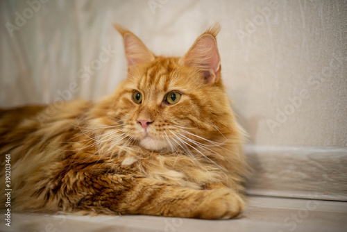 Obraz na płótnie very funny gold big cat maine coon w salonie