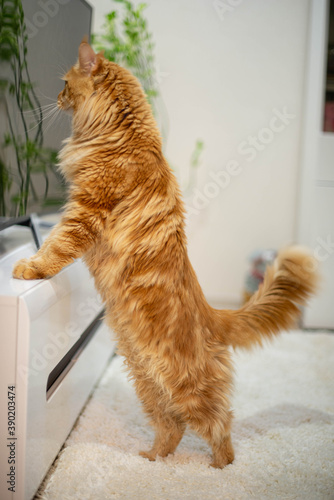 very funny gold big cat maine coon 