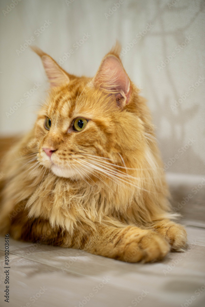 very funny gold big cat maine coon