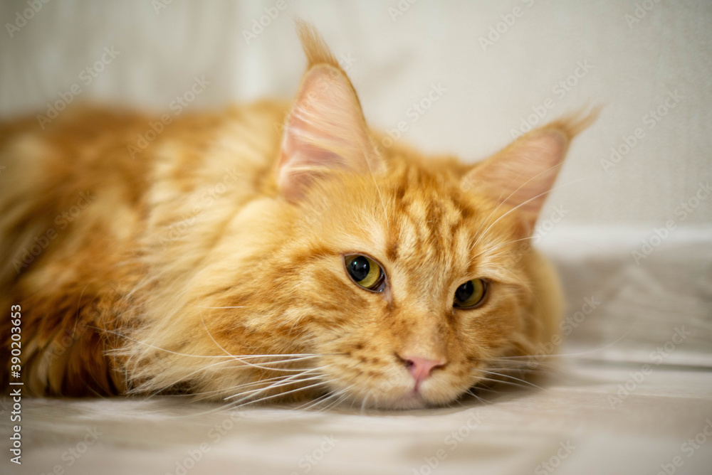 very funny gold big cat maine coon