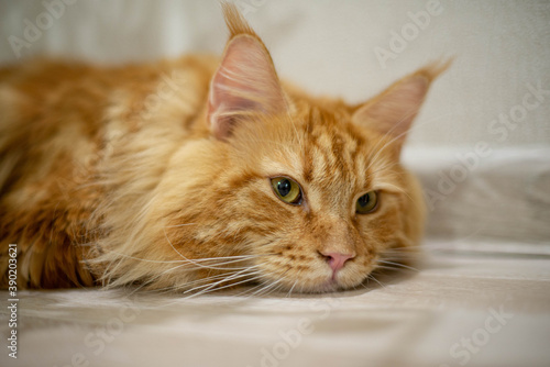 Obraz na płótnie very funny gold big cat maine coon w salonie