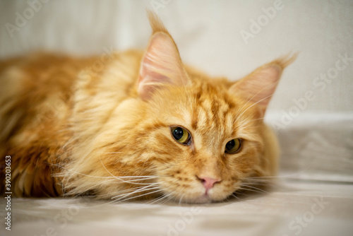Obraz na płótnie very funny gold big cat maine coon w salonie