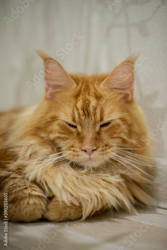 Fototapeta Naklejka Na Ścianę i Meble -  very funny gold big cat maine coon 