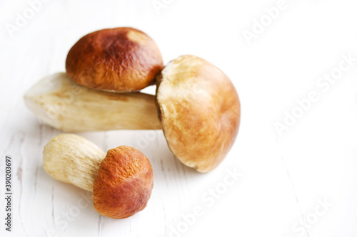 White forest mushrooms on white wooden surface close up, soft selective focus. Mushroom boletus edilus.