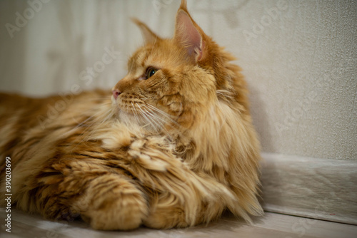 very funny gold big cat maine coon 