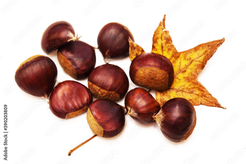 chestnut or chusnut with dry leaves isolated chestnut or chusnut with dry leaves isolated