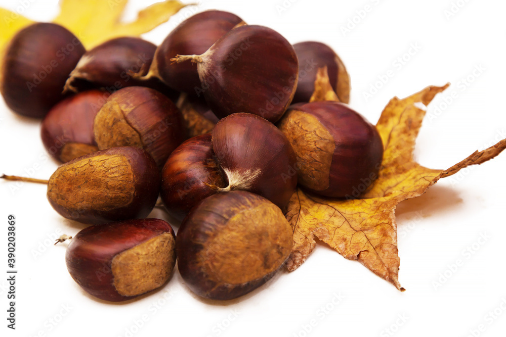 chestnut or chusnut with dry leaves isolated chestnut or chusnut with dry leaves isolated
