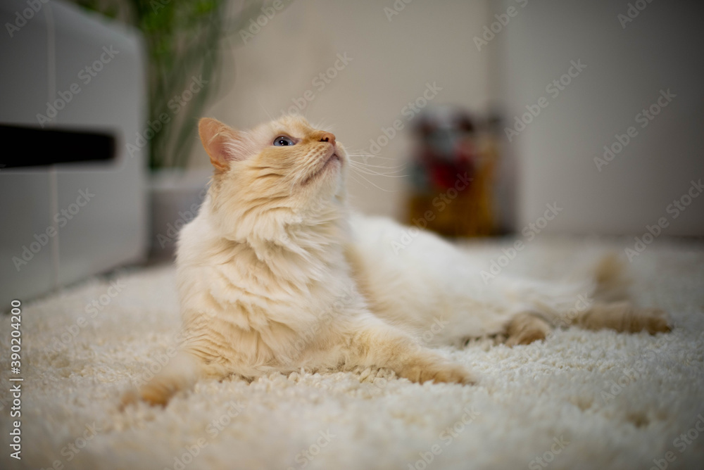 white and brown cat with big blue eyes