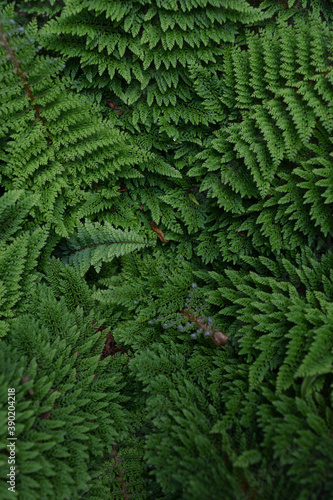 Fern green in the forest texture plant grass